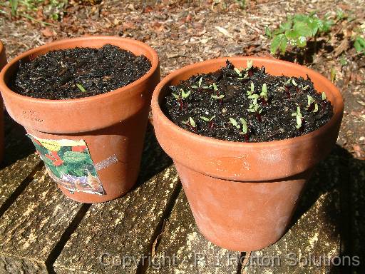 Seedlings in terracotta_2 